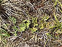 Alpine Clubmoss (guest image)