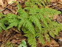 Dryopteris aemula