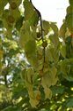 Davidia involucrata