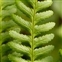 Ferns Clubmosses, Quillworts and Horsetails, Dryopteris filix-mas