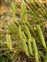 Lycophytes, Diphasiastrum alpinum