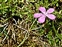 Taxonomic plant kingdom, Dianthus deltoides