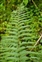 Leaf, Dryopteris affinis
