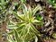 Guest items, Dracaena reflexa