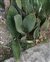 Monocots, Dracaena masoniana