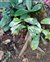 Dieffenbachia, Dieffenbachia parlatorei
