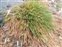 The Grass family, Poaceae, Deschampsia antarctica