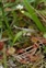 Inflorescence, Drosera rotundifolia