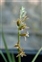 Taxonomic plant kingdom, Dipcadi serotinum