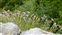 Perennial, Dianthus gratianopolitanus