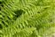 Leptosporangiate ferns, Dryopteris oreades