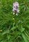 Guest items, Dactylorhiza maculata
