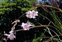 Flower, Dierama latifolium