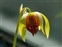 Eu-dicots, Darlingtonia californica