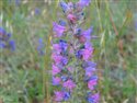 Echium vulgare