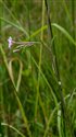 Epilobium palustre