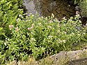 Eupatorium cannabinum
