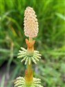 Wood Horsetail (guest image)