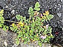 Common Stork's-bill (guest image)