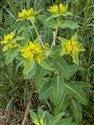 Balkan Spurge (guest image)