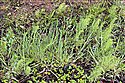 Wood Horsetail
