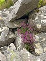 Erica cinerea