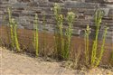 Canadian Fleabane