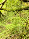 Great Horsetail