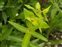 Plant, Euphorbia lathyris