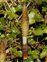Wild-growing plants and fungi of the British Isles, Equisetum telmateia
