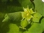 Eu-dicots, Euphorbia peplus