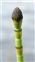 Perennial, Equisetum fluviatile