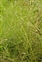 Wild-growing plants and fungi of the British Isles, Equisetum telmateia