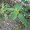 Taxonomic plant kingdom, Euphorbia heterophylla