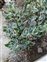 Flowering plants excl. Grasses, sedges and rushes., Euphorbia tithymaloides