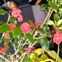 Taxonomic plant kingdom, Euphorbia geroldii
