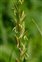 Gallery items, Elymus repens
