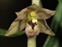 Pollinia, Epipactis helleborine
