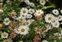 Flowering plants excl. Grasses, sedges and rushes., Erigeron karvinskianus