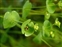 Euphorbia, Euphorbia amygdaloides
