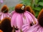 Echinacea, Echinacea purpurea