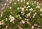 Flowering plants excl. Grasses, sedges and rushes., Erigeron karvinskianus