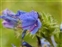 Flower, Echium vulgare