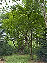 Fagus sylvatica