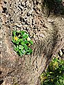 Lesser Celandine (guest image)