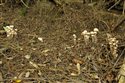 Fungi among roots