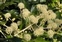 The Ivy family, Araliaceae, Fatsia japonica