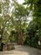 Taxonomic plant kingdom, Ficus kerkhovenii