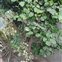 Eu-dicots, Ficus natalensis
