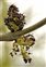 Flowering plants excl. Grasses, sedges and rushes., Fraxinus excelsior